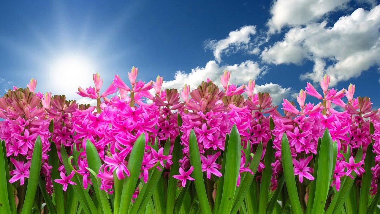 plantas color rosa para tener en casa