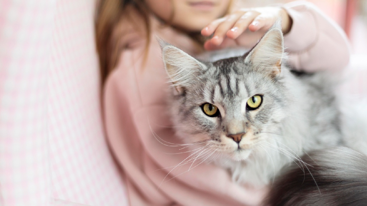 cosas de humanos que odian los gatos