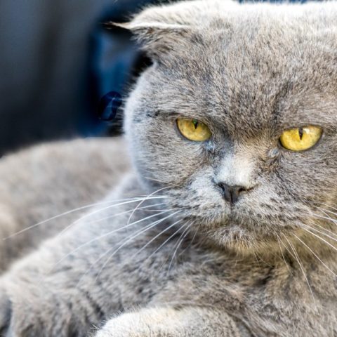 cosas que a los gatos no les gustan de las personas