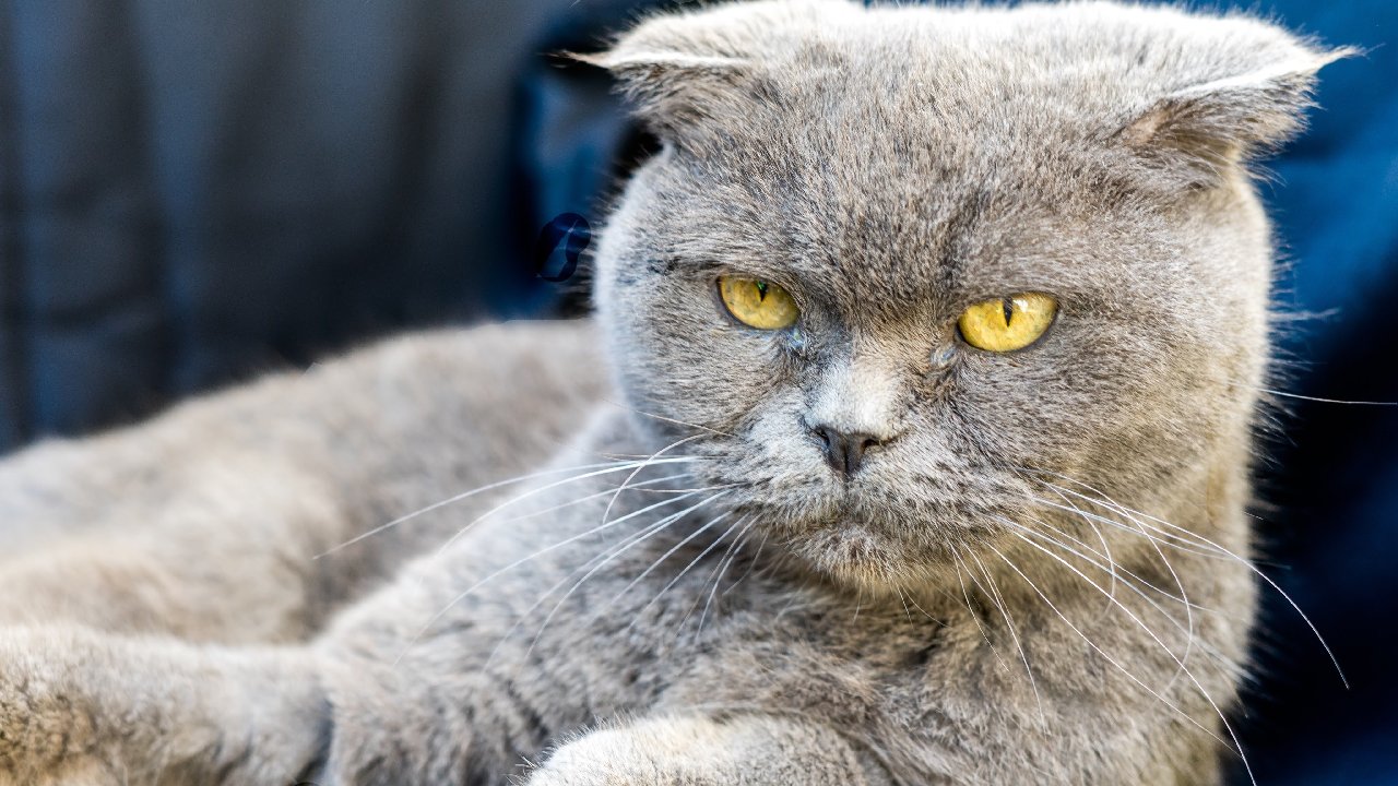 cosas que a los gatos no les gustan de las personas