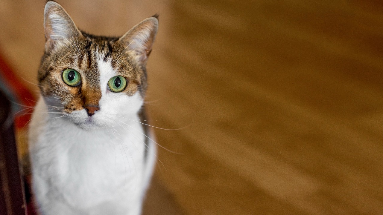cosas que gatos odian de los humanos