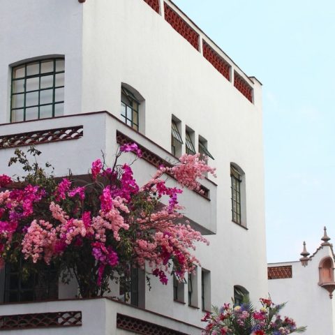 como cultivar bugambilias