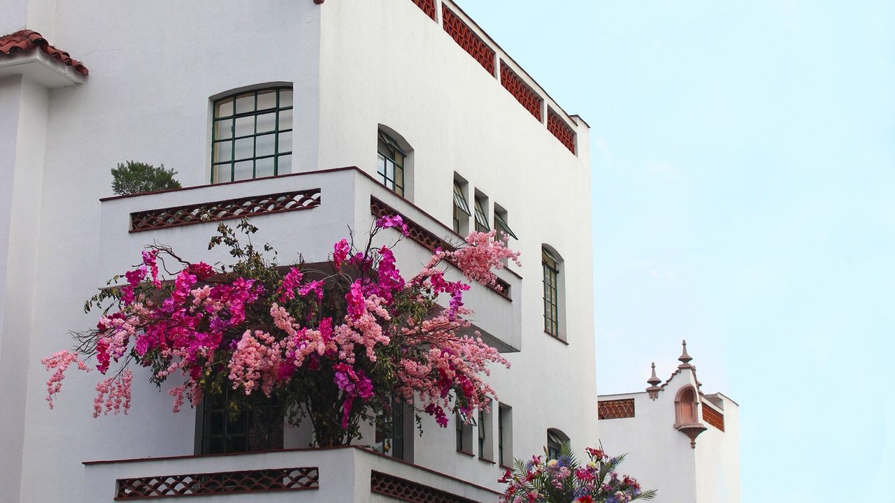 como cultivar bugambilias