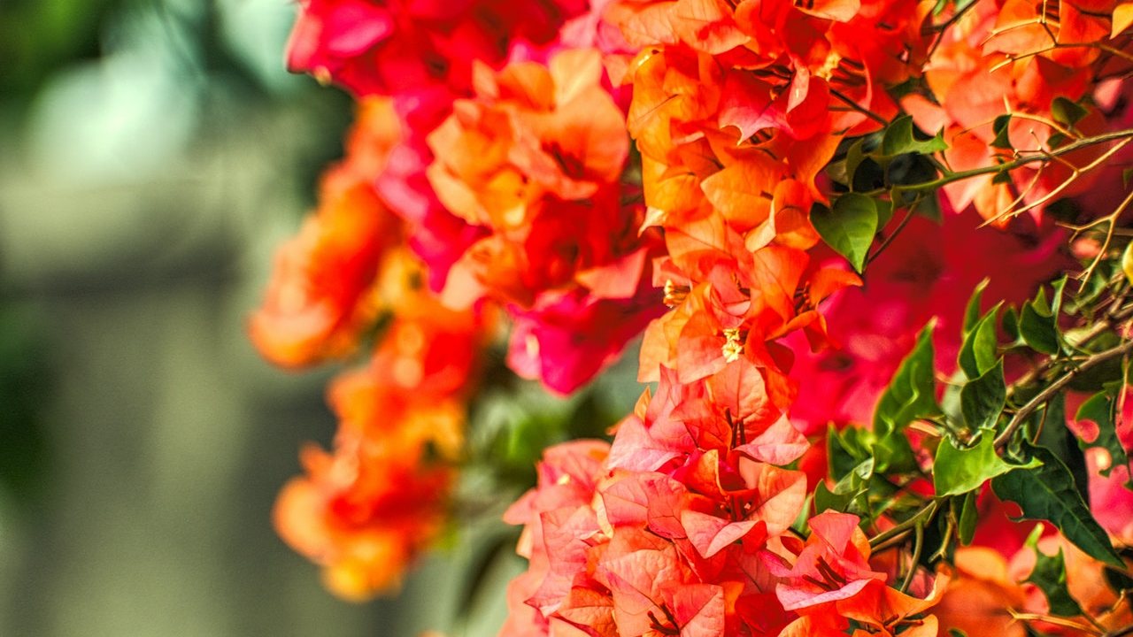 como cultivar bugambilias en maceta