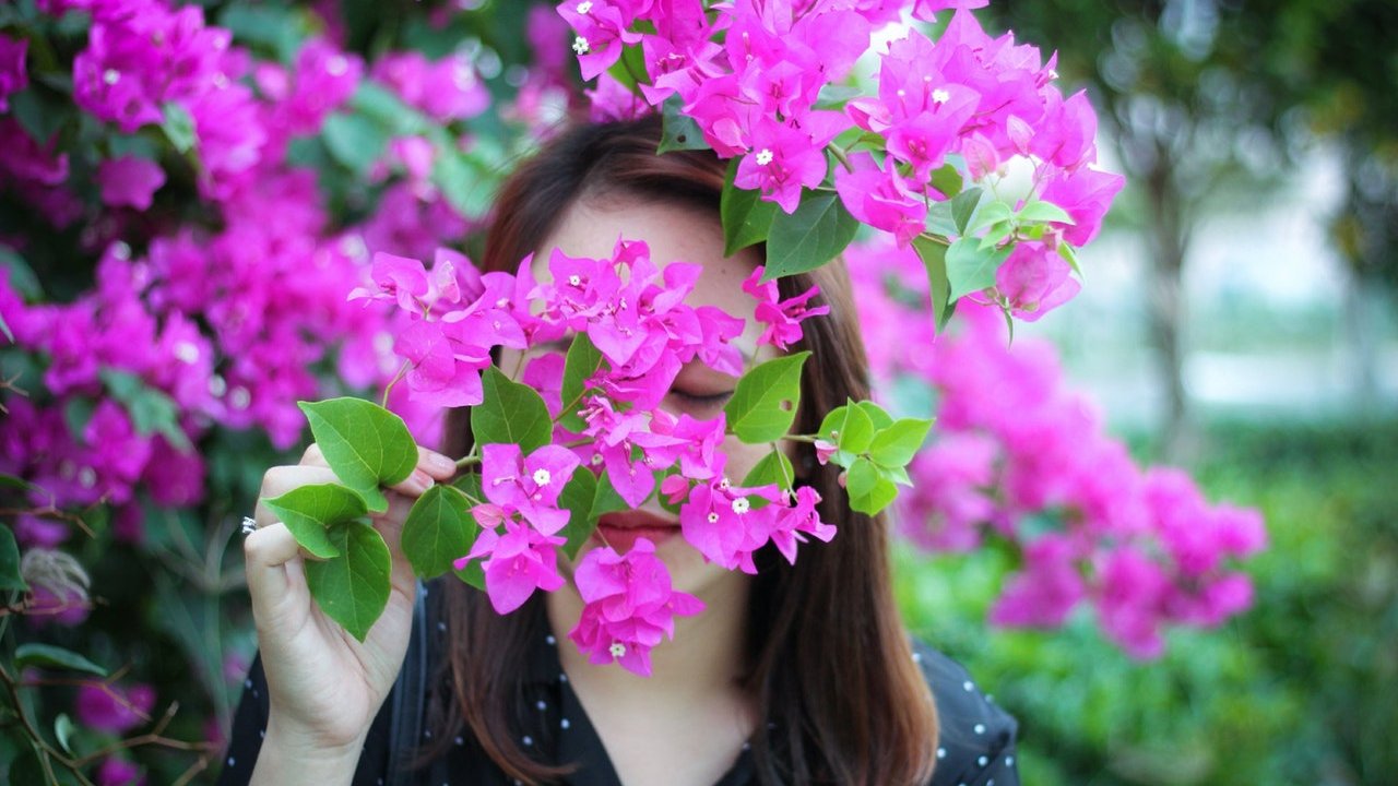 como cultivar bugambilia sin jardín