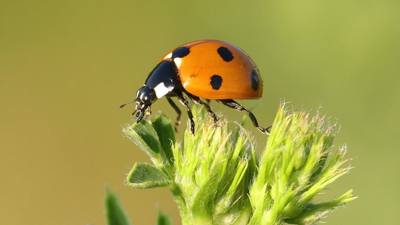 que comen las catarinas como atraerlas