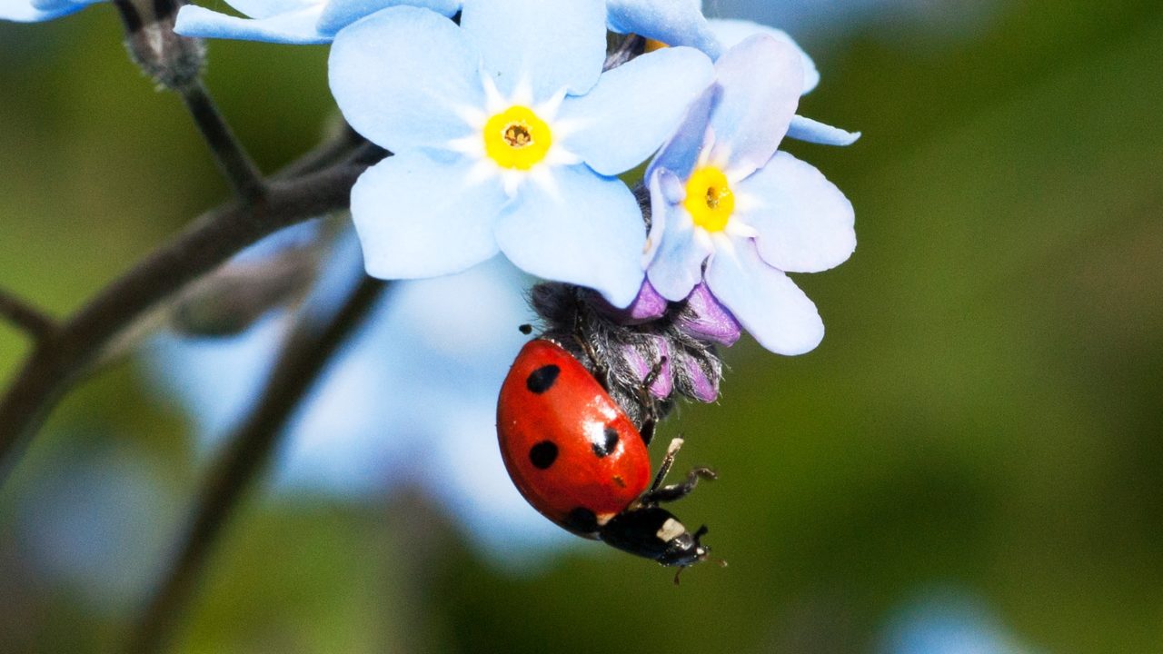 beneficios de las catarinas para tus plantas que comen como atraerlas