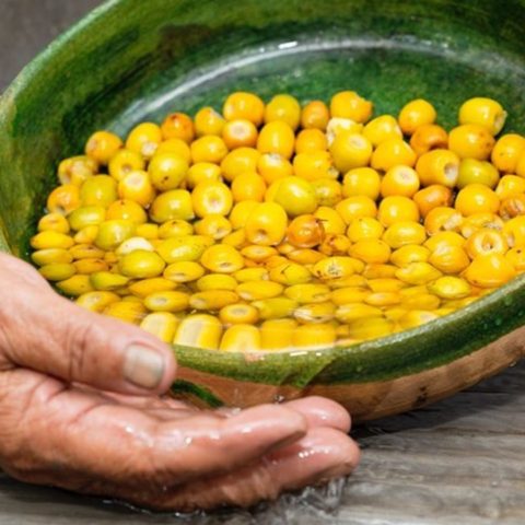 conoce los beneficios del nanche salud