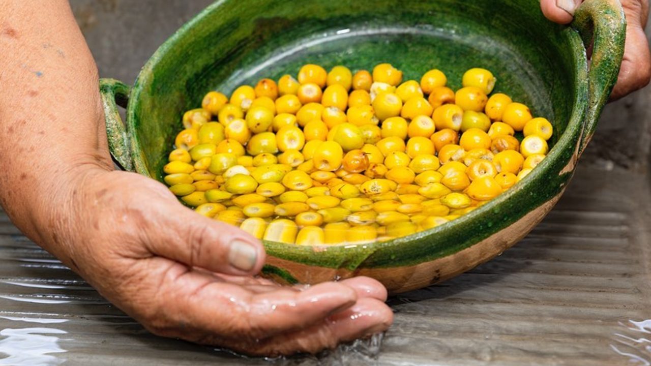 conoce los beneficios del nanche salud