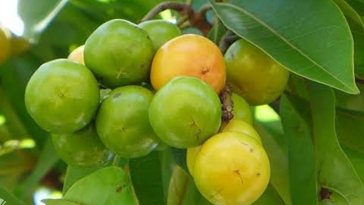 conoce los beneficios del nanche fruta