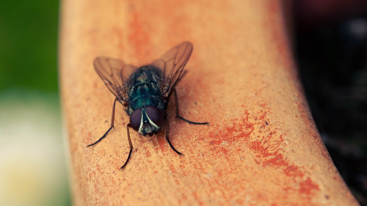 cómo ahuyentar a las moscas de la casa