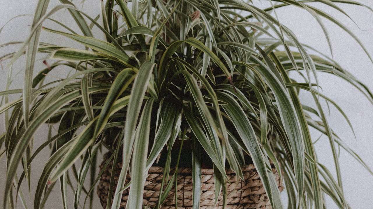 como cuidar un lazo de amor macetas