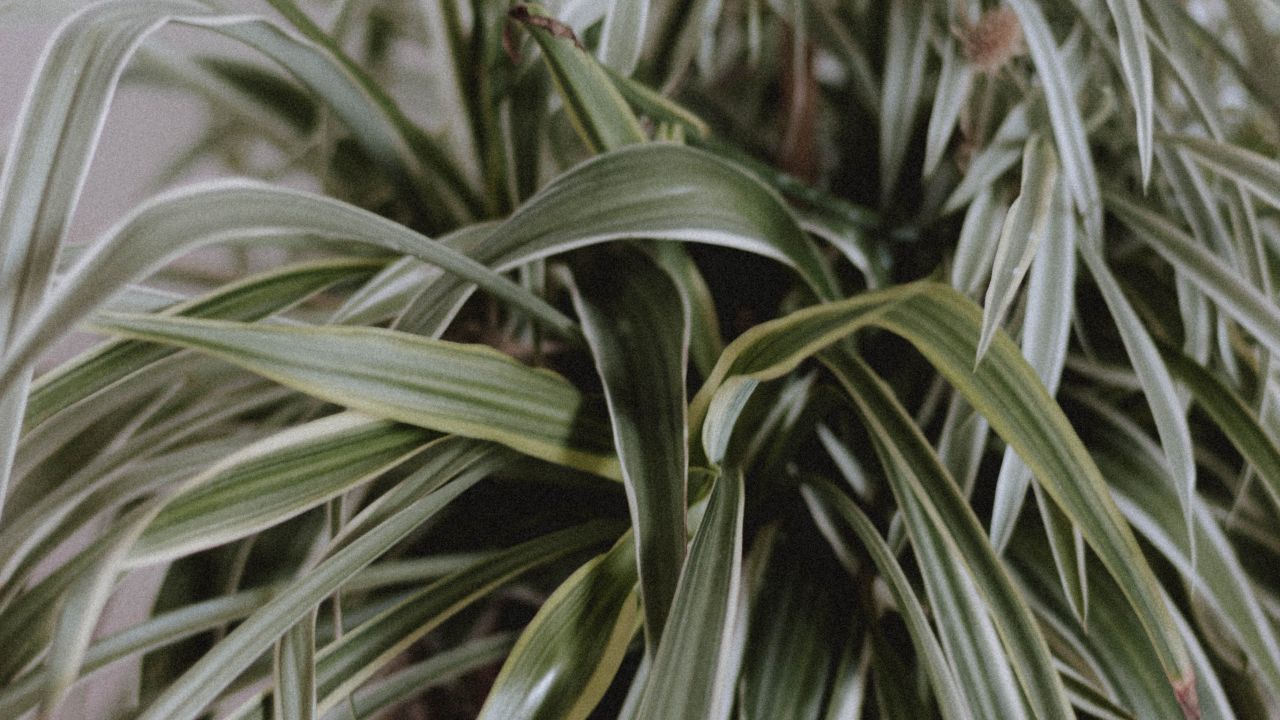como cuidar un lazo de amor paso a paso