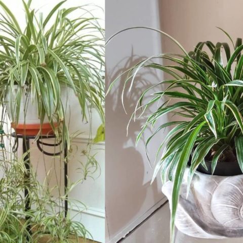 como cuidar un lazo de amor