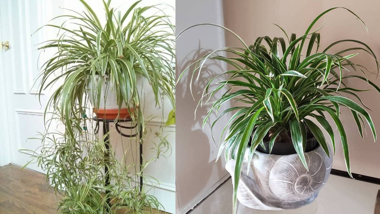 como cuidar un lazo de amor