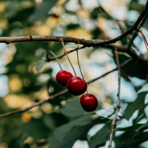 como cultivar cerezas en maceta