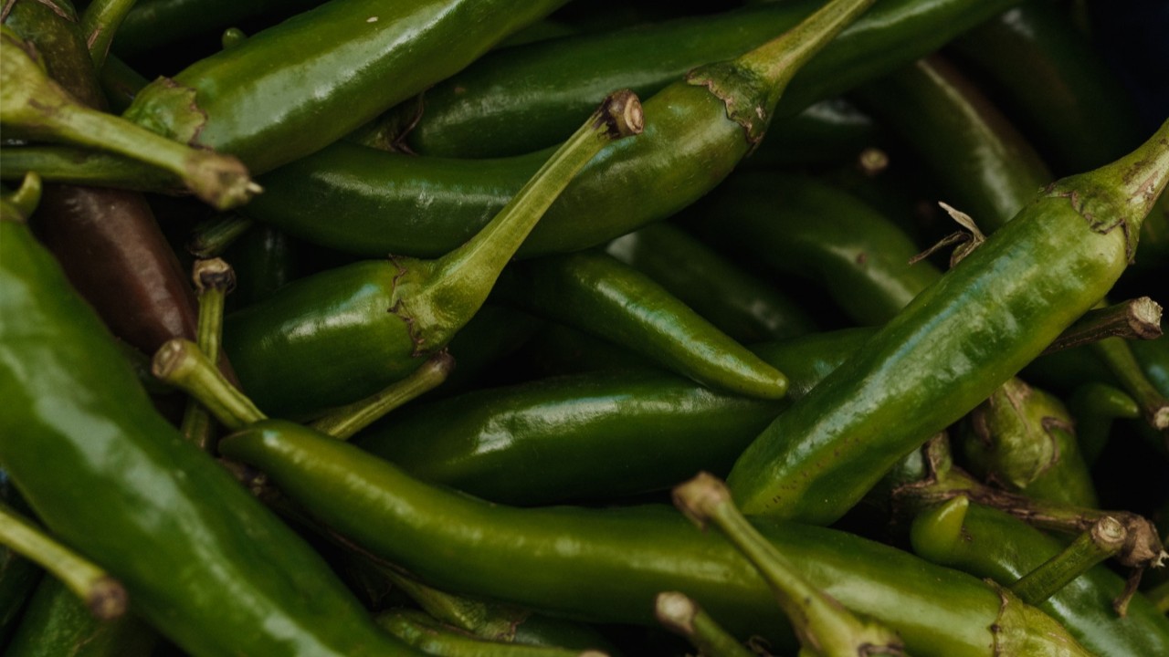 como cultivar chiles jalapeños en maceta