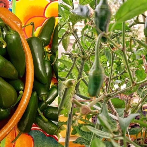como cultivar chiles jalapeños en maceta sin jardín