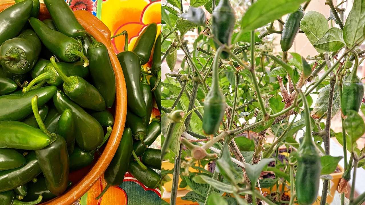 como cultivar chiles jalapeños en maceta sin jardín