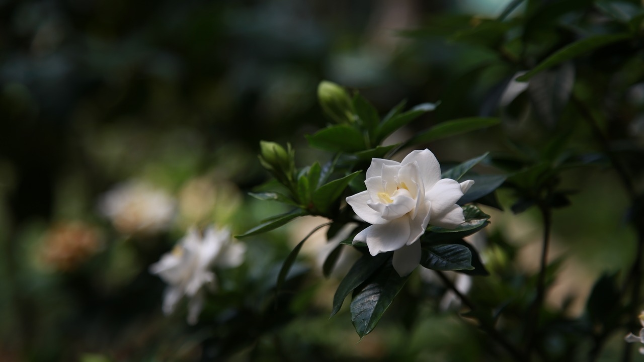 cuidados de las gardenias para cultivarlas en maceta