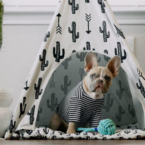 como desinfectar espacios de tus mascotas cama de perro gato