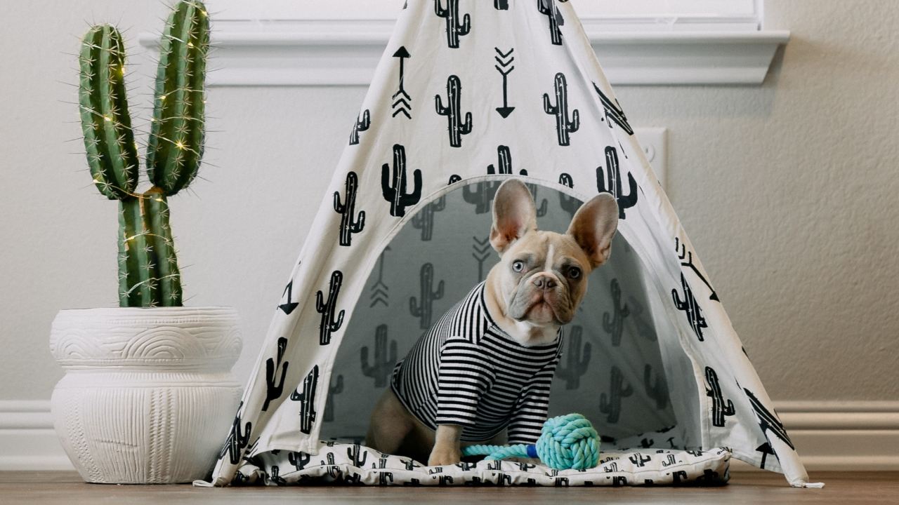 como desinfectar espacios de tus mascotas cama de perro gato