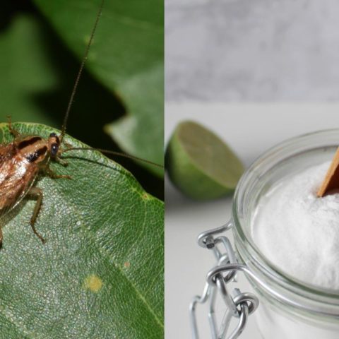 Cómo eliminar cucharachas con bicarbonato