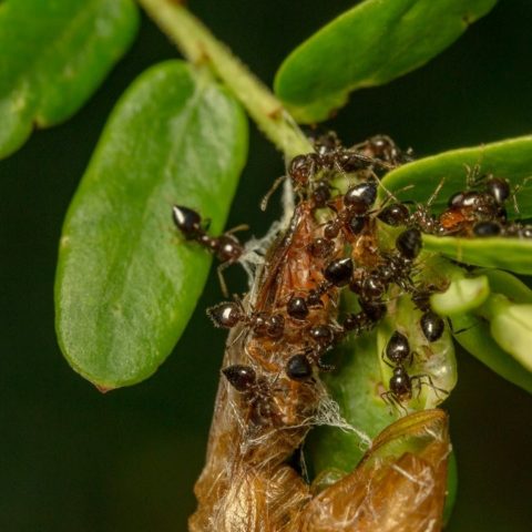 como quitar hormigas de las plantas tips eficaces