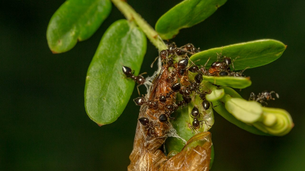 como quitar hormigas de las plantas tips eficaces