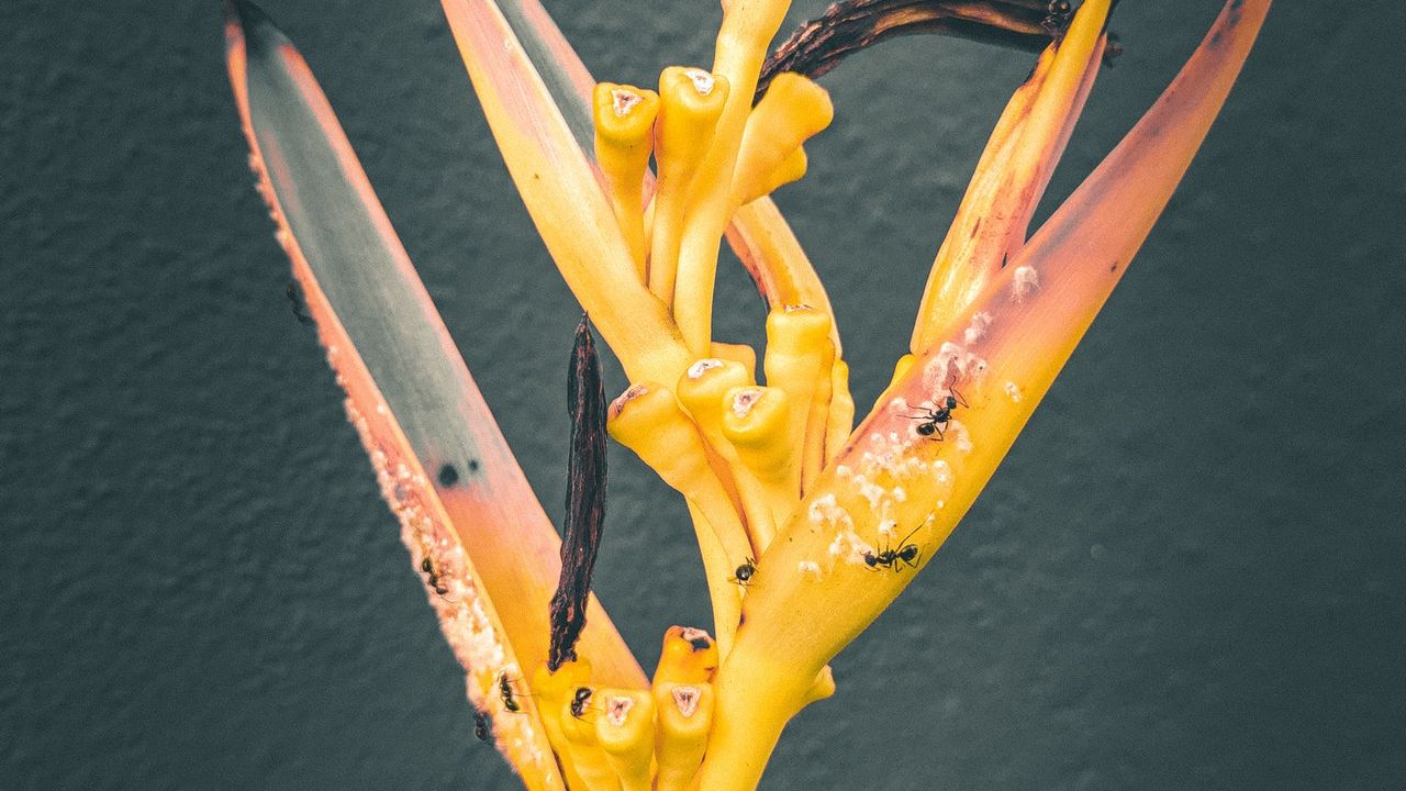 como quitar hormigas de las plantas