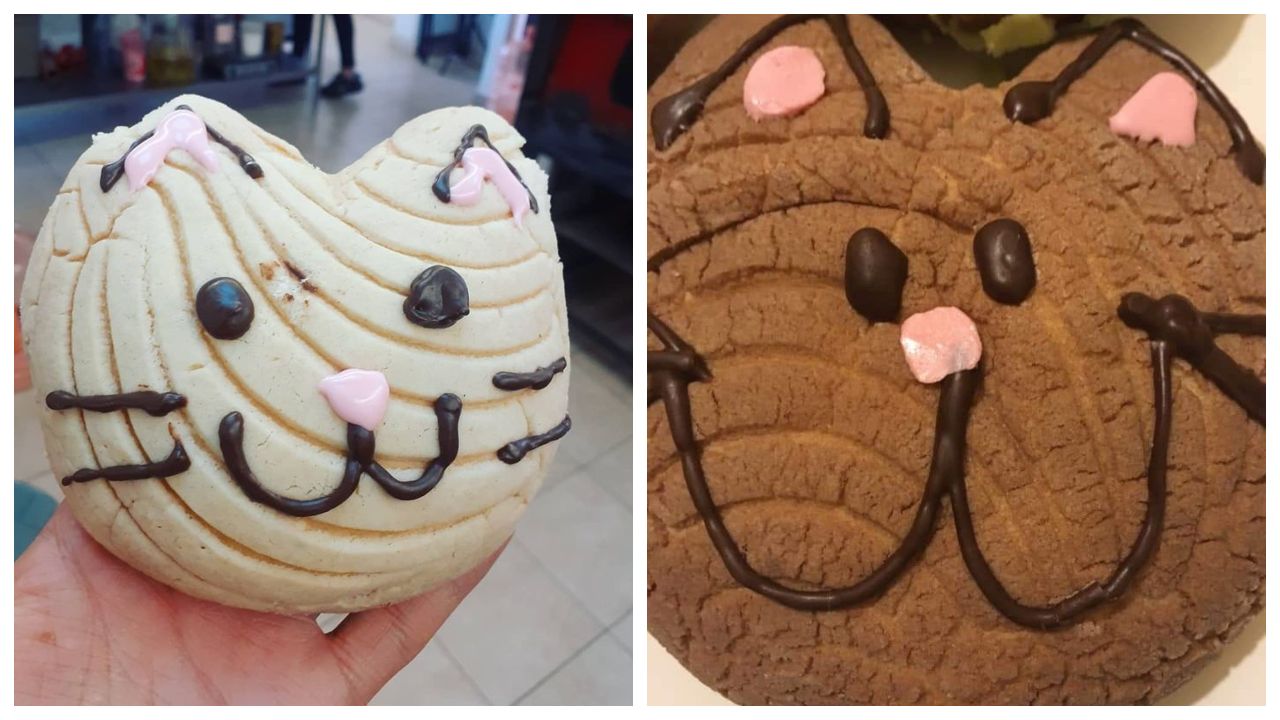 michi conchas panaderia vegana en cdmx ayuda a gatos de la calle