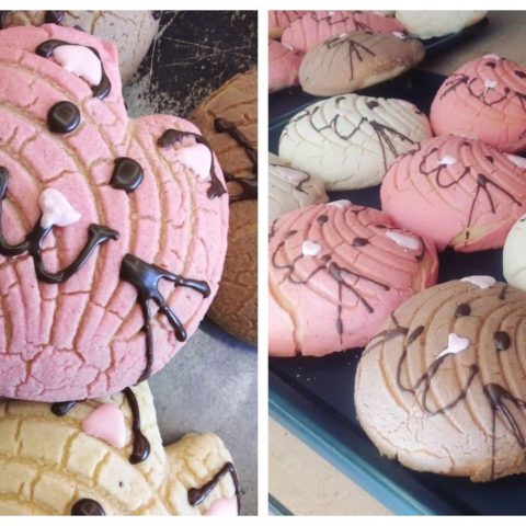 donde comprar las michiconchas michi conchas pan dulce