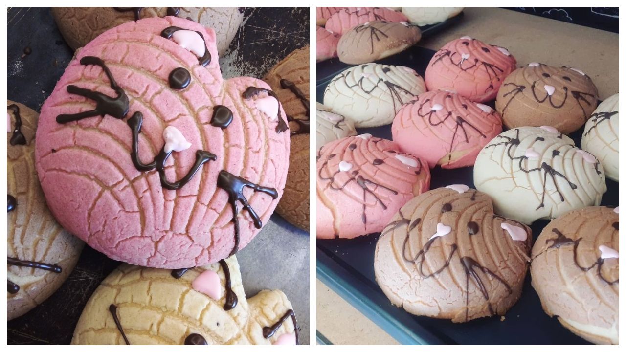 donde comprar las michiconchas michi conchas pan dulce