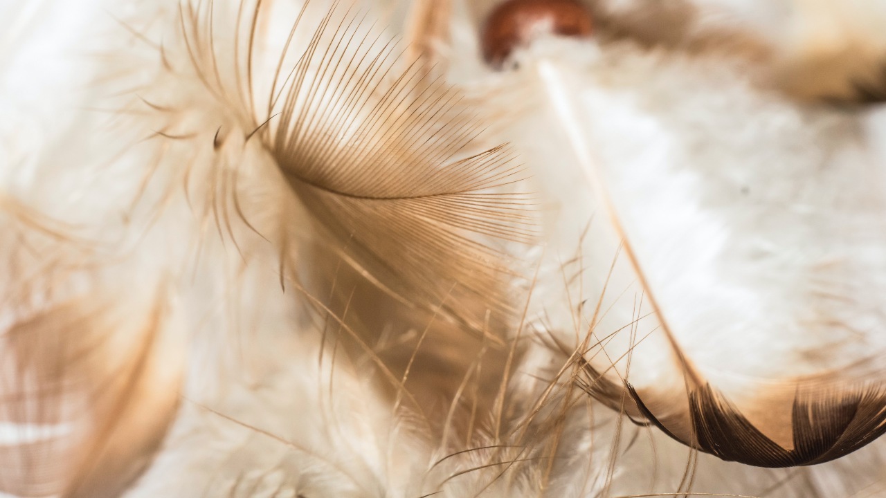 que significa encontrar pluma blanca de forma inesperada