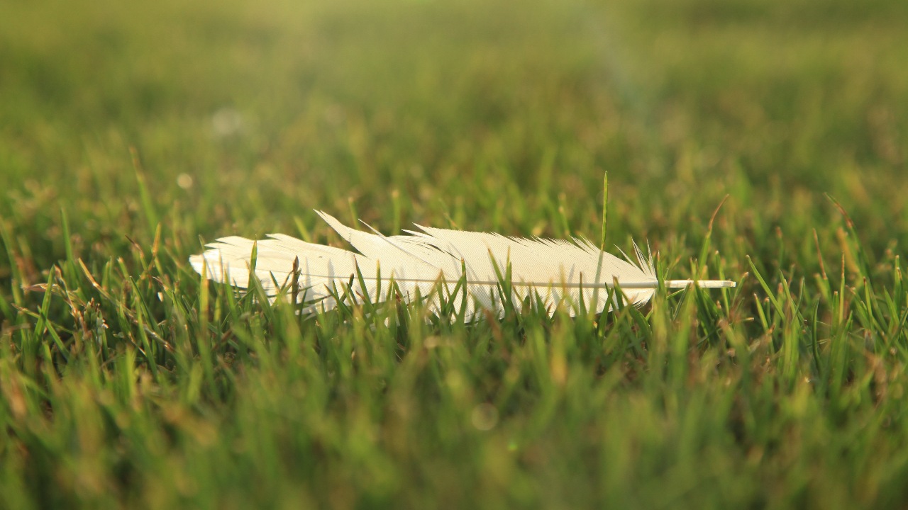 cual es significado espiritual de encontrar pluma