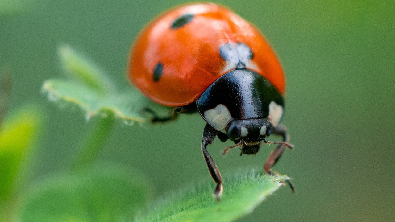 cual es significado de tener catarinas en casa