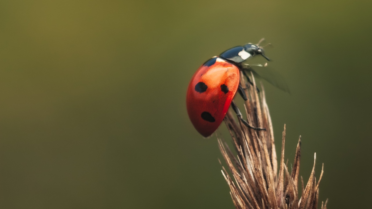 que significa que se te aparezca mariquita