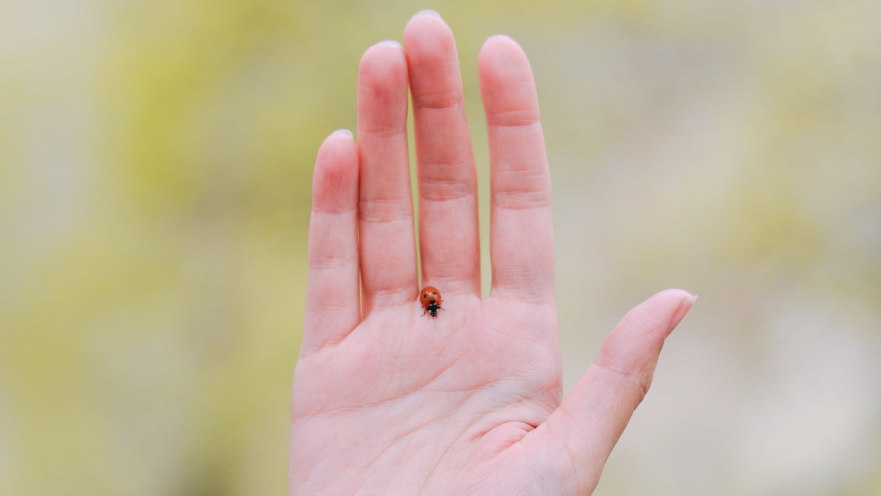 que significa que catarinas entren en tu casa