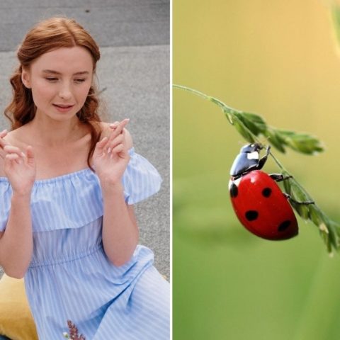 cual es significado espiritual de catarinas