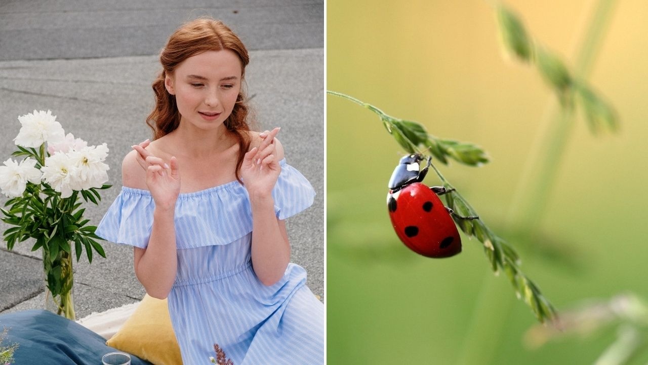 cual es significado espiritual de catarinas