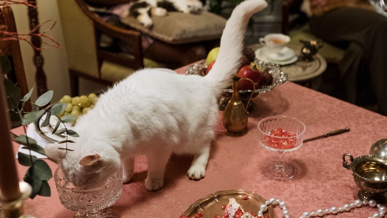 es peligroso darle agua de la llave a tu mascota