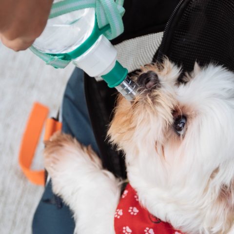 es peligroso darle agua de la llave a tu perro