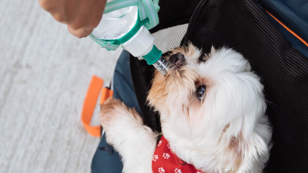 es peligroso darle agua de la llave a tu perro