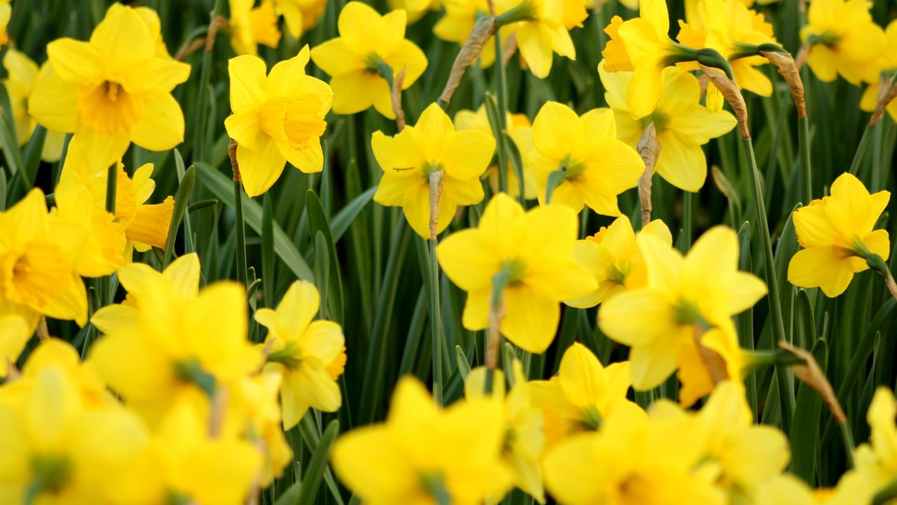 flores aromáticas que necesitas en interiores
