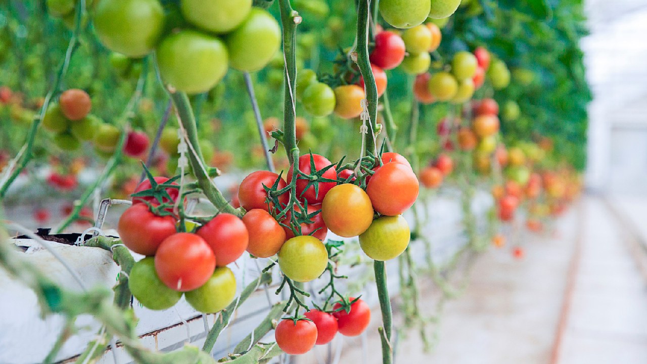 consejos para que crezca planta de tomates