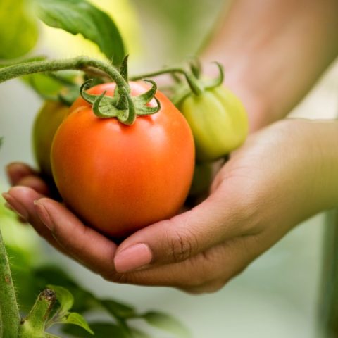 cultivo de tomate consejos cuidados planta frutos
