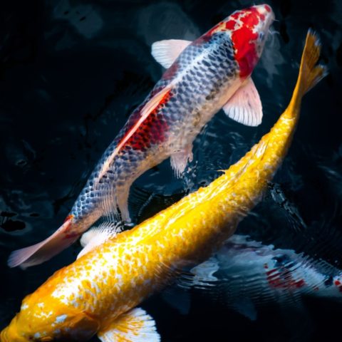 por qué los peces koi son tan caros