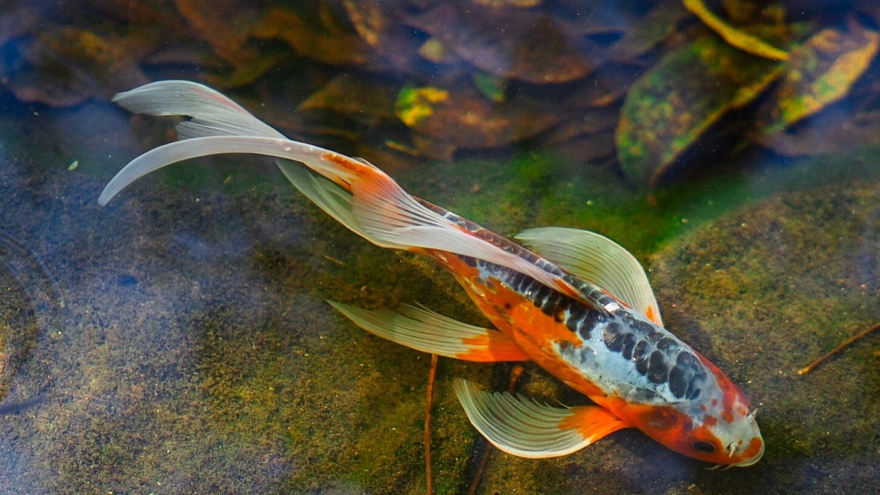 tener un pez koi es caro