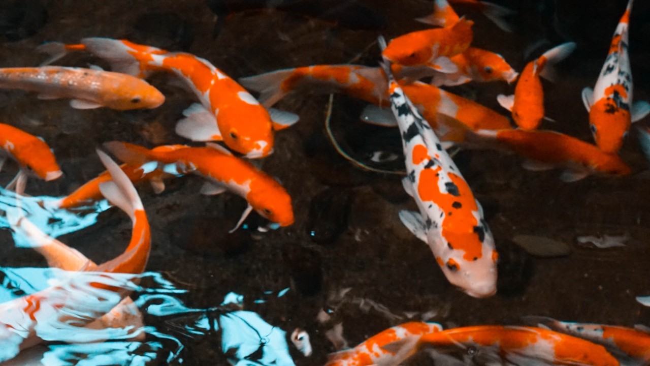 cuanto cuesta tener y criar un pez koi