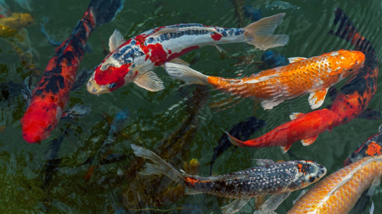 razones por las que los koi valen millones de dólares